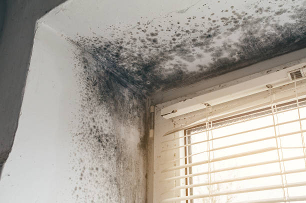 Affordable Attic Mold Remediation solutions in Wallops Island, VA